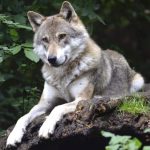 wolf-1336229_1920
