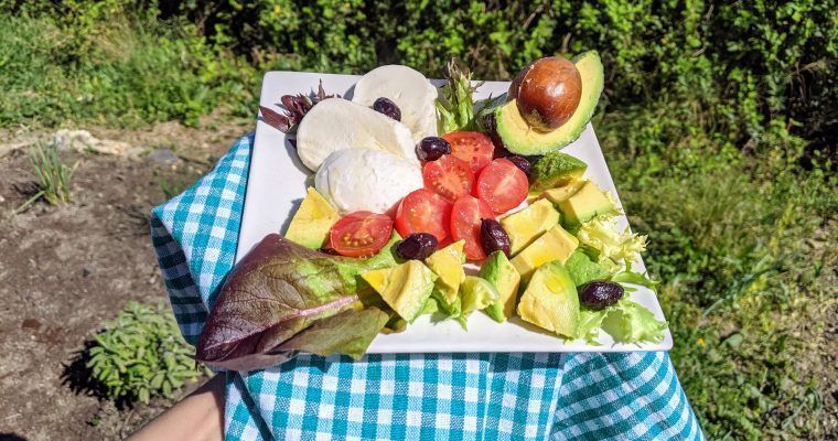 caprese mozzarella tomate olivas aguacate
